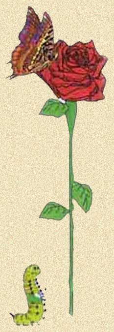 GusanoRosa-ArteCult03