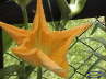 Flor_de Calabaza