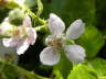 Brombeerblumen-08