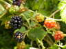 Brombeeren-05