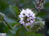 Flor-de-Menta-2