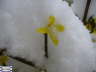 Forsythia-1