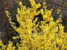 Forsythia-Full