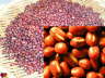 Frijol_Rojo_Henano