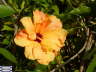 Hibiscus2009