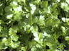 Cilantro
