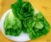 Lechuga Romana