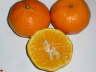 Mandarina