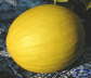 Melon_Miel