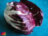 Radicchio