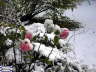 Rosas-Nevadas-1