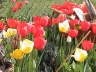 Tulips-1