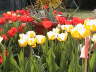 Tulips-2