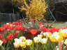 Tulips-3